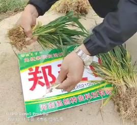 鄭麥16麥苗質量講解